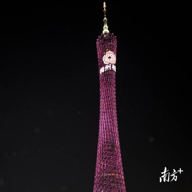 廣東梅州柚再次亮相廣州塔 廣東梅州柚再次亮相廣州塔