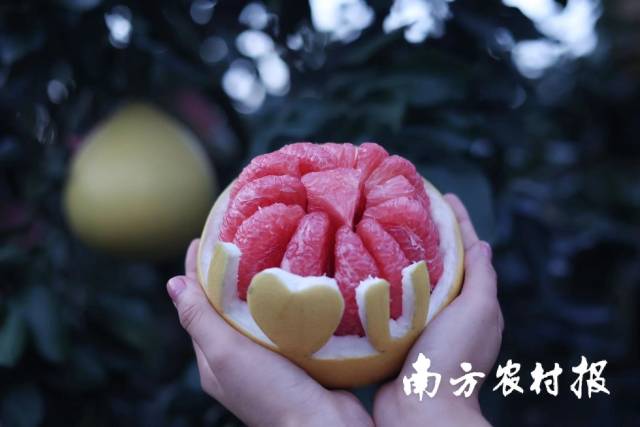 梅州柚 珠江情 梅州柚 珠江情