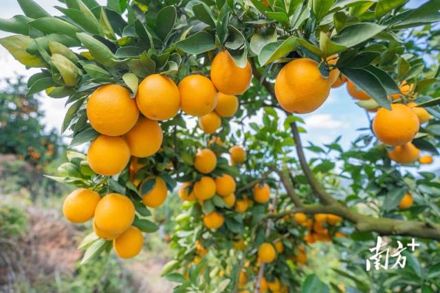 南方+ 何森垚 拍攝