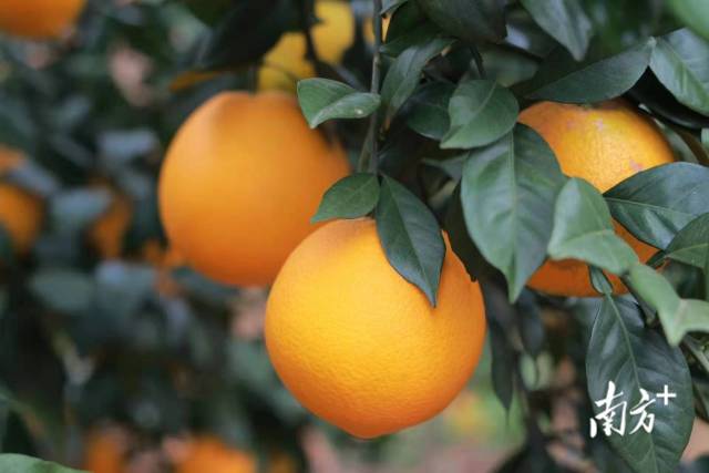 南方+ 何森垚 拍攝