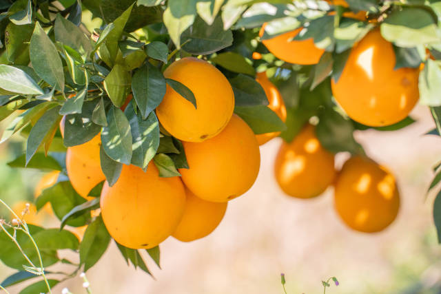 平遠臍橙 平遠臍橙