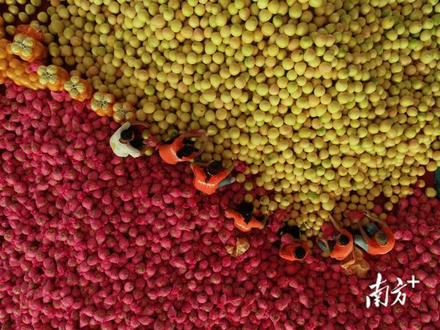 廣東梅州柚 廣東梅州柚