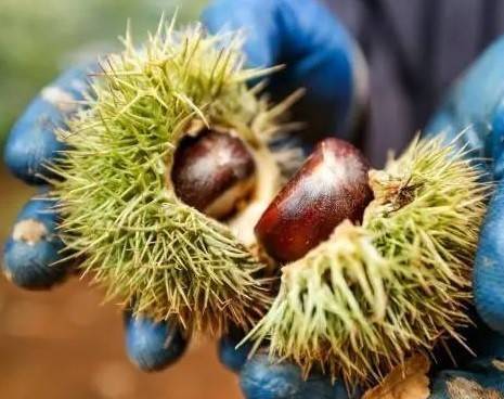 大埔板栗 大埔板栗