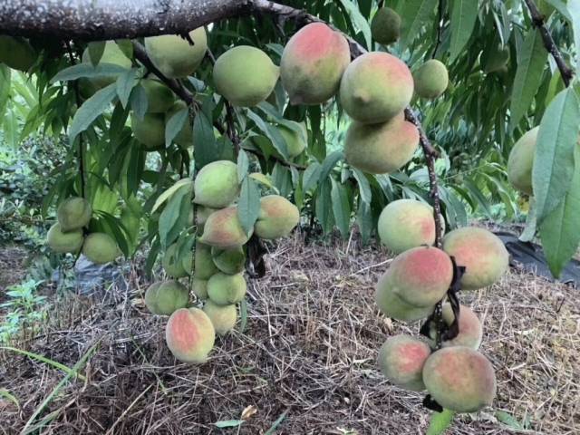 蕉嶺鷹嘴桃 蕉嶺鷹嘴桃