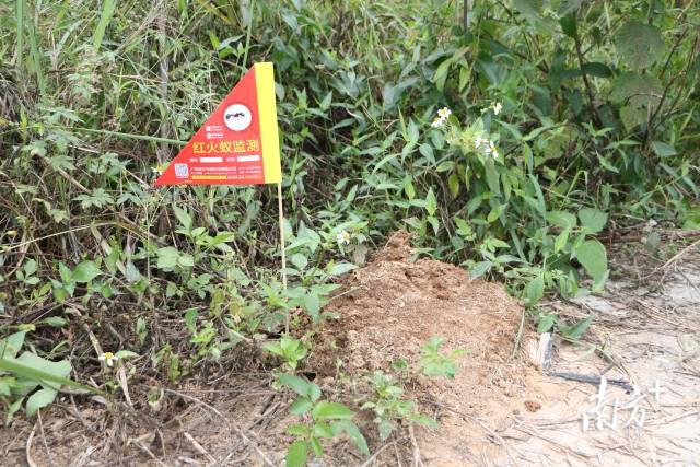 工作人員在紅火蟻蟻巢邊插上標記。魏麗文 攝 工作人員在紅火蟻蟻巢邊插上標記。魏麗文 攝