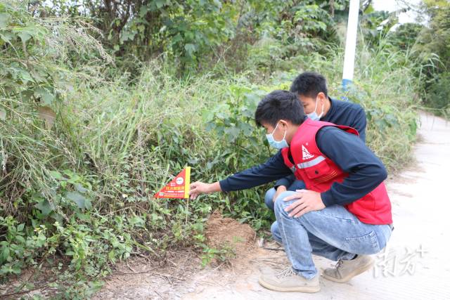 工作人員正在對野外紅火蟻進行監測。魏麗文 攝 工作人員正在對野外紅火蟻進行監測。魏麗文 攝