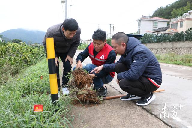 農業部門人員正在檢查紅火蟻防治成效。魏麗文攝 農業部門人員正在檢查紅火蟻防治成效。魏麗文攝
