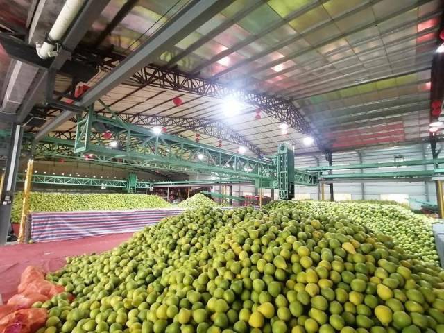 位於石扇鎮的梅州興緣農業發展有限公司倉儲基地 位於石扇鎮的梅州興緣農業發展有限公司倉儲基地