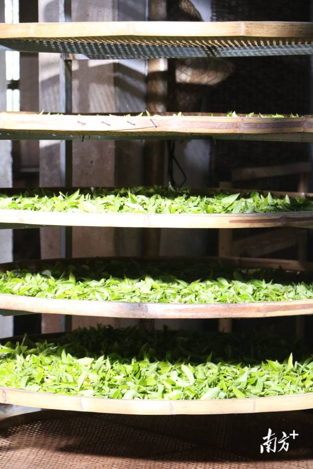 客家炒綠。 客家炒綠。