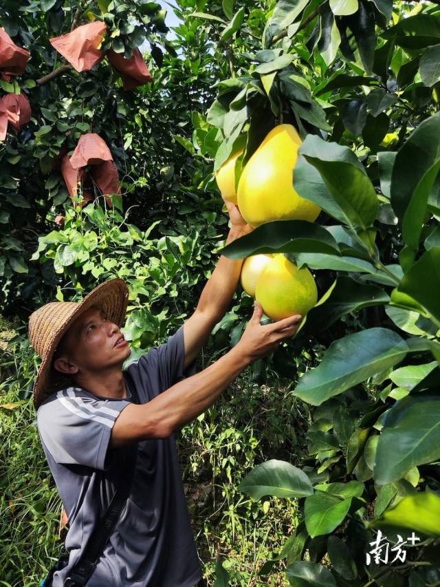 蜜柚逐漸成熟，即將上市銷售。馬吉池 攝
