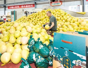 中秋又臨近 蜜柚再飄香