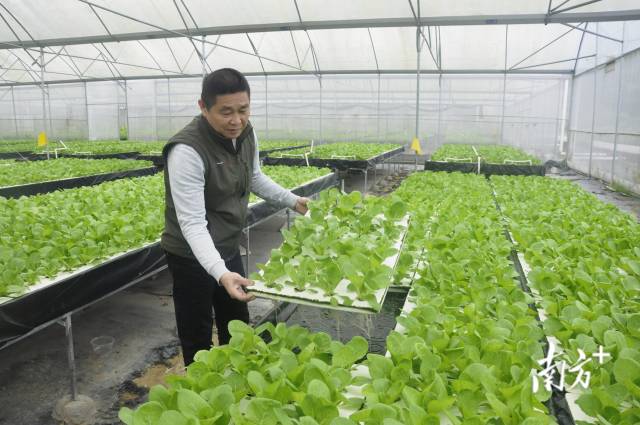 大力發展鄉村產業，豐順堅持因地製宜，發展茶葉和蔬菜種植等特色農業，推動一二三產業融合發展。圖為特色化水培精品蔬菜。豐順縣縣委辦新聞組供圖