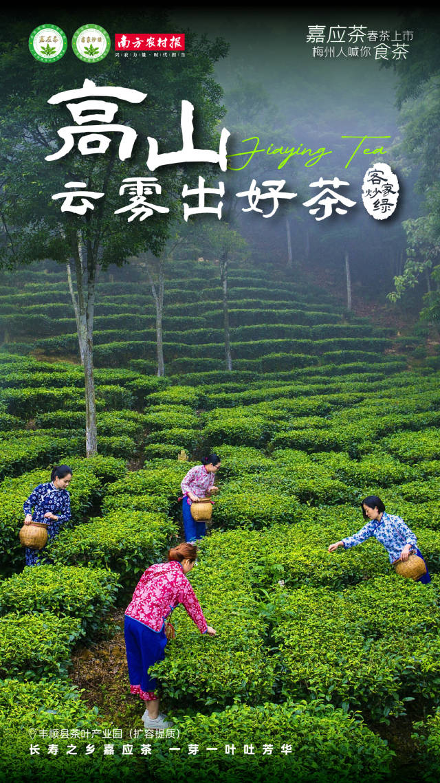 1  南方農村報 楊玲 製圖