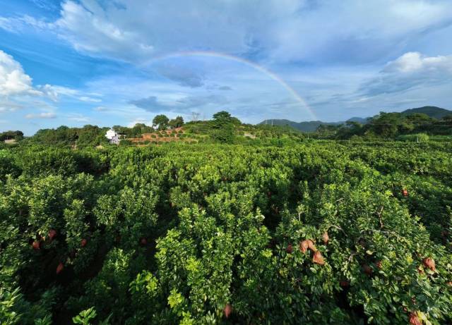 南方農村報 常秦 拍攝