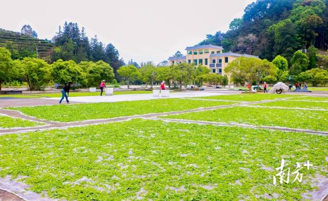 工人將采摘好的茶葉進行晾曬。魏麗文 攝