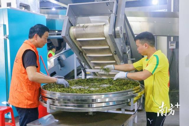 工人將茶葉中的殘次品挑出。魏麗文 攝