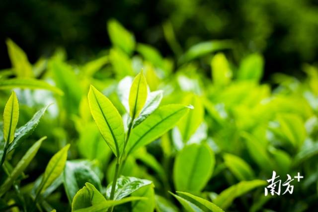 積蓄了一整個冬天能量的茶園“上新”了。南方日報記者 何森垚 攝