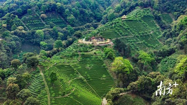 從空中俯瞰，茶山宛如大地的指紋，美麗而壯觀。南方日報記者 何森垚 攝