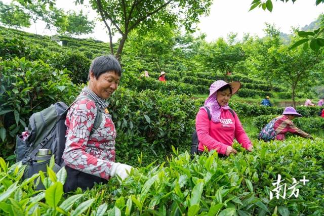 茶農嫻熟地采下春天的第一抹滋味。南方日報記者 何森垚 攝