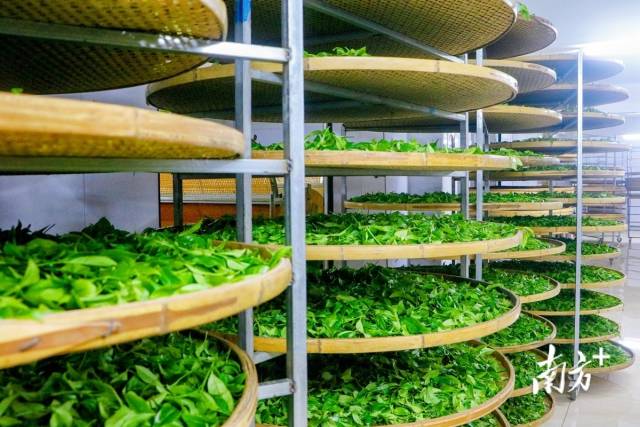 晾曬過的茶葉被推入加工廠，等待下一步工序。魏麗文 攝