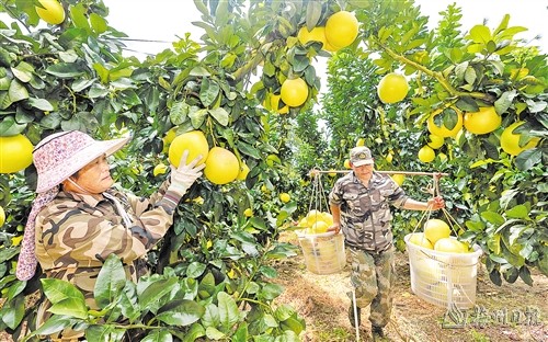 中秋“柚”臨近 豐收采摘忙